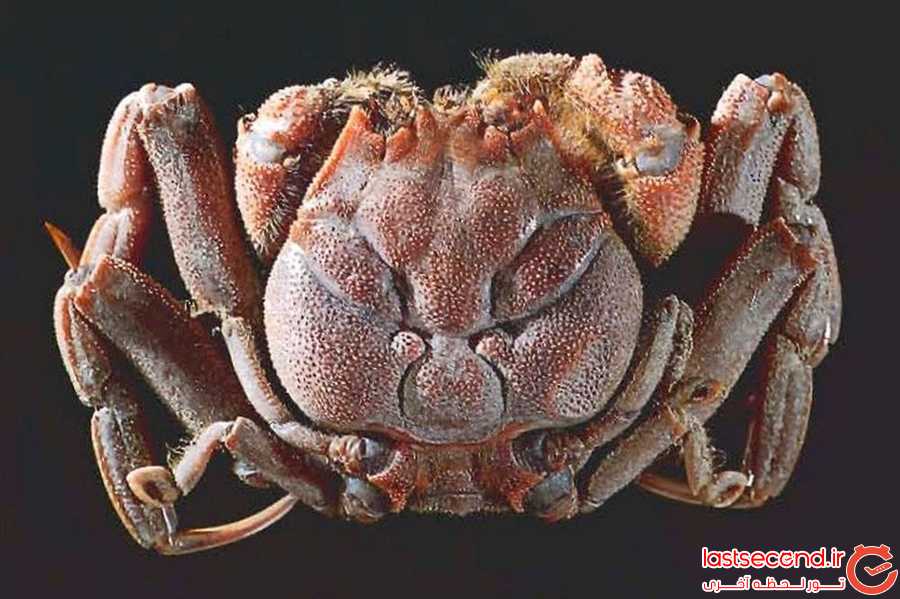 خرچنگی عجیب با صورتی شبیه به انسان!