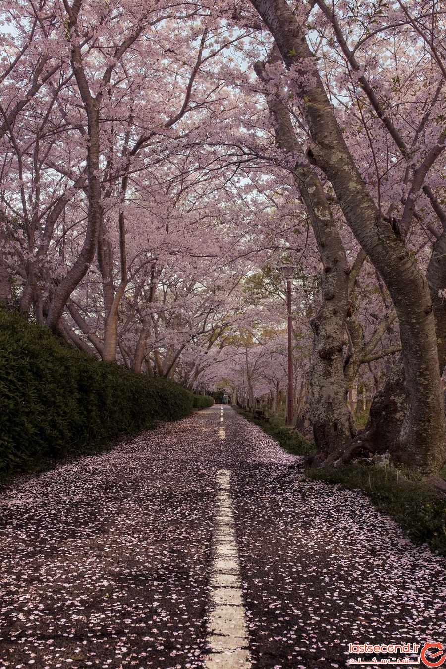 تصاویر رویایی از ژاپن و شکوفه های بهاری آن ‏