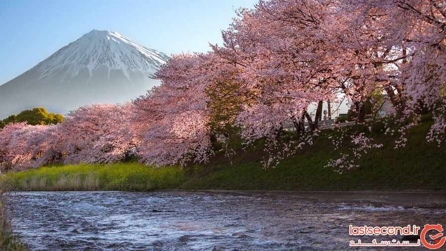 تصاویر رویایی از ژاپن و شکوفه های بهاری آن ‏